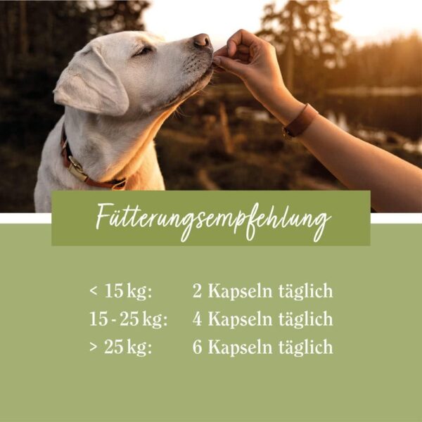 tierlieb Omega-3-6-9-Leinöl-Hunde-Kapseln | 500 mg Leinöl pro Kapsel | 180 Kapseln – Bild 3