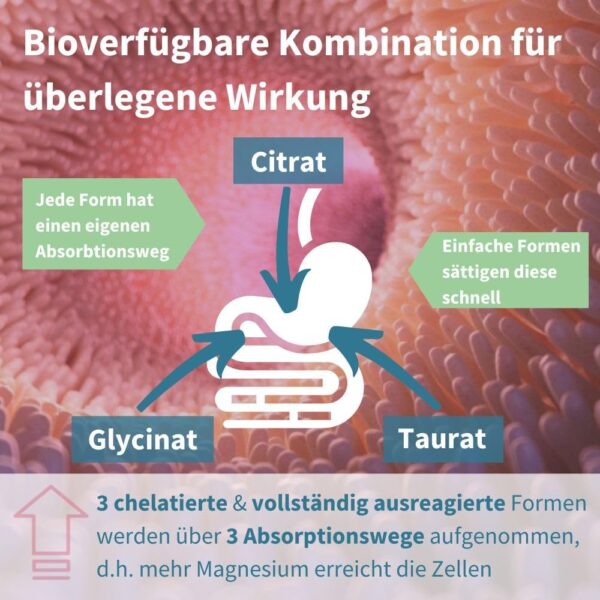 Triple Magnesium Komplex, Magnesium Glycinat, Taurat & Citrat, hohe Bioverfügbarkeit und Absorption, magenfreundlich, vegan und hypoallergen, 60 Tabletten, von Igennus – Bild 3