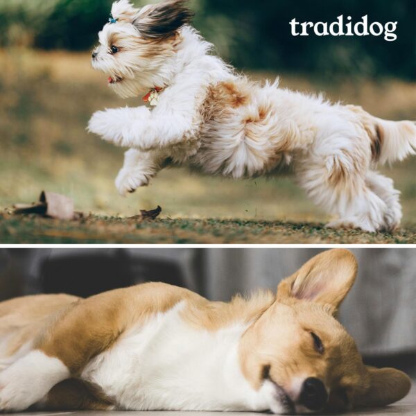 TRADIDOG Classic Nahrungsergänzungen & Vitamine für Hund mit Vitalstoffen - Gesundheitsprodukte für Hunde inkl. Omega-3 Öl Hund - pflanzliches Nahrungsergänzungsmittel Hund für alle Hunde – Bild 8