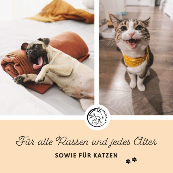 Annimally Lachsöl für Hunde 250 ml reich an Omega 3 & 6 Fettsäuren (mehr als 32%) - Barf Fischöl für Hund und Katze geeignet I Reines Naturprodukt kaltgepresst aus Deutschland – Bild 2