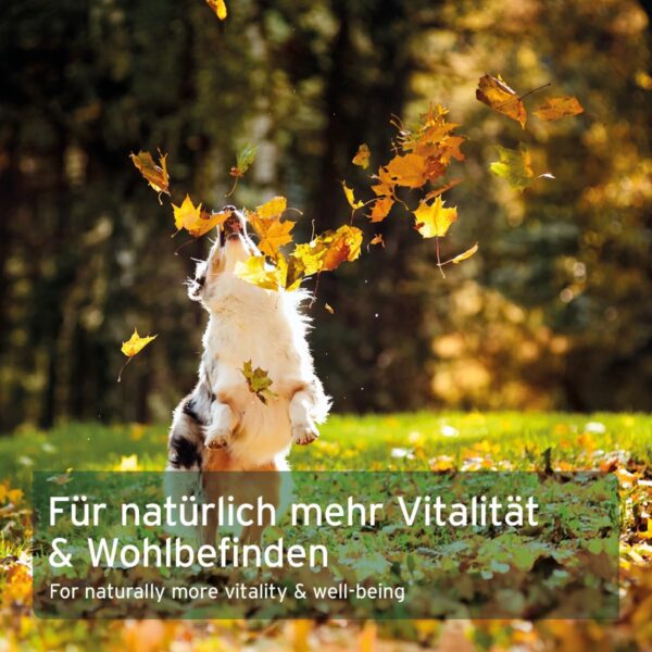 AniForte Lachsöl Kapseln für Hunde & Katzen 200 Stück – wertvolles Omega-3 Fischöl, Stoffwechsel & Knochenaufbau unterstützend, Barf Ergänzung, glänzendes Fell, Vitamine, Salmon Oil Dogs – Bild 6