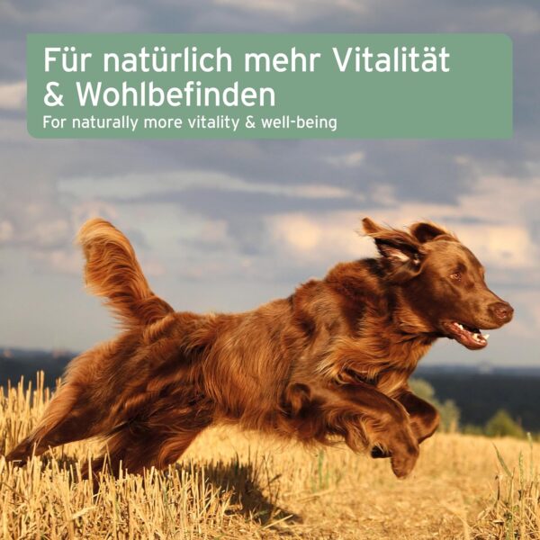 VERGLEICHSSIEGER SEHR GUT 2023 AniForte Lachsöl Hunde 1 Liter – Reich an Omega 3 & 6, Fischöl Hund hochdosiert, echte Lebensmittelqualität ohne Zusätze, frisch abgefüllt in Deutschland – Bild 7