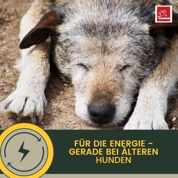 Multi Vitamin B Komplex Hund I Vitamine für Hunde 100ml I Vitamin B hochdosiert für Hunde mit B Vitamine Vitamin A B12 C E I Vitalität für Senioren Welpen Vitamin-Booster Immunsystem stärken Hund – Bild 5