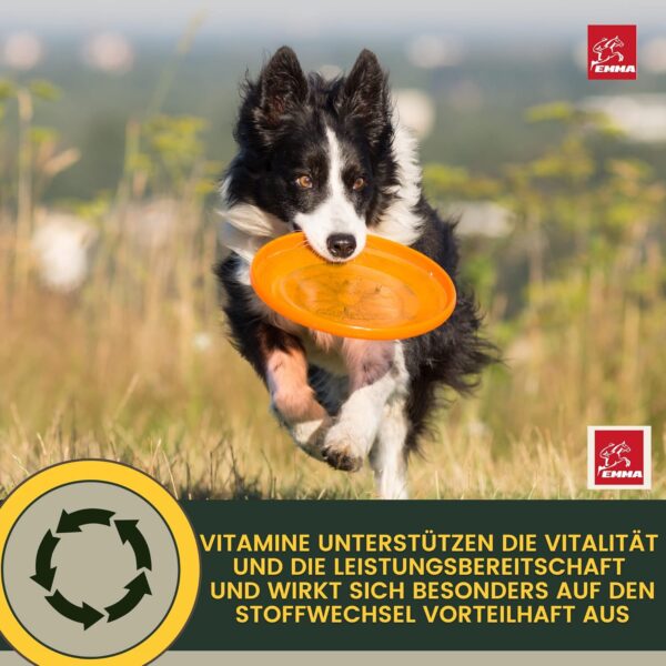 Multi Vitamin B Komplex Hund I Vitamine für Hunde 100ml I Vitamin B hochdosiert für Hunde mit B Vitamine Vitamin A B12 C E I Vitalität für Senioren Welpen Vitamin-Booster Immunsystem stärken Hund – Bild 3