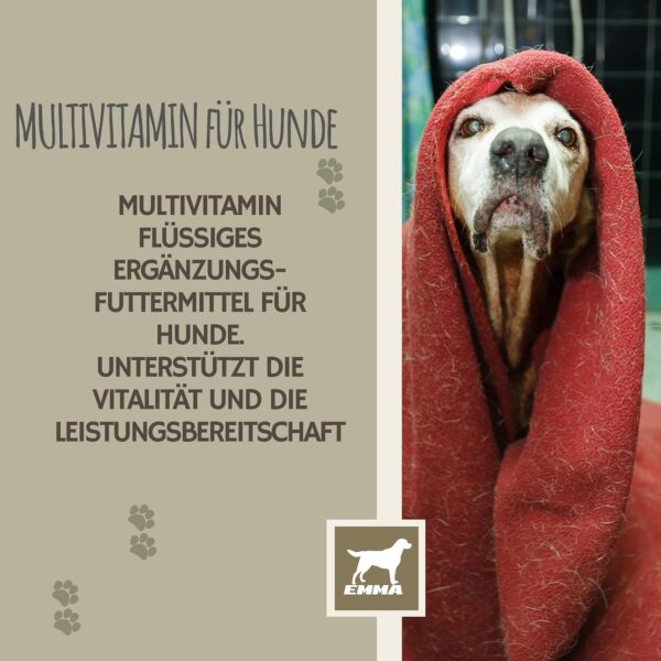 Multi Vitamin B Komplex Hund I Vitamine für Hunde 100ml I Vitamin B hochdosiert für Hunde mit B Vitamine Vitamin A B12 C E I Vitalität für Senioren Welpen Vitamin-Booster Immunsystem stärken Hund – Bild 7
