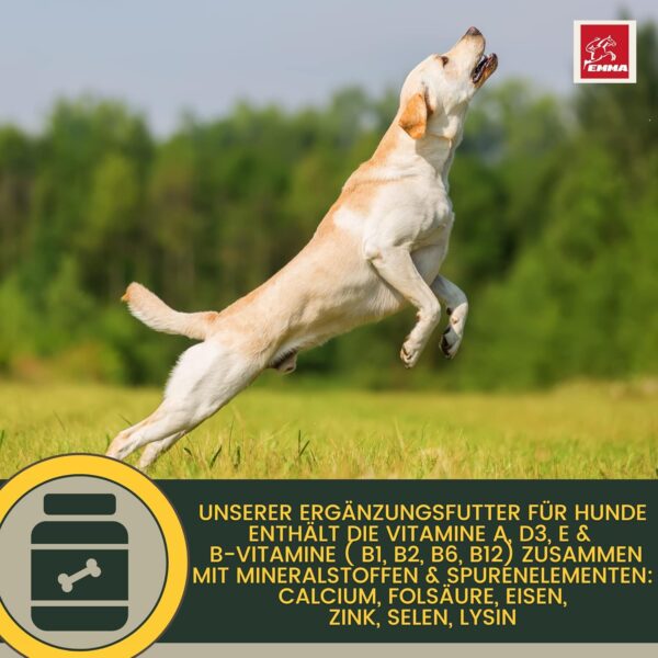 Multi Vitamin B Komplex Hund I Vitamine für Hunde 100ml I Vitamin B hochdosiert für Hunde mit B Vitamine Vitamin A B12 C E I Vitalität für Senioren Welpen Vitamin-Booster Immunsystem stärken Hund – Bild 4